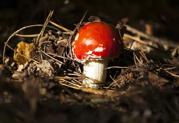 건조한 잔디와 나무와 숲에서 아가리아 버섯의 클로즈업 — 스톡 사진