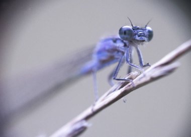 Yusufçuk 'un yazın kurumuş bir dalda büyük mavi gözleri olan makro fotoğrafı.