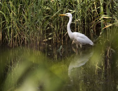 Yazın gölette balık avlayan beyaz balıkçıl, güzel beyaz tüylere ve uzun bacaklara sahiptir, suda bir yansıma açıkça görülebilir, arka planda sazlıklar ve yeşil otlar vardır. 