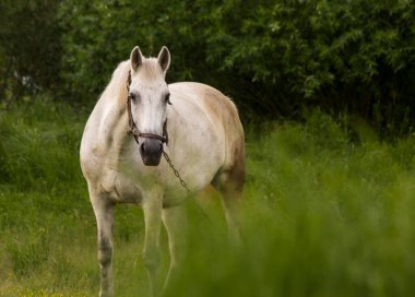 Bronz bir at, sık ağaçların oluşturduğu arka planda, uzun yeşil otların arasında bir yaz tarlasında otlar.