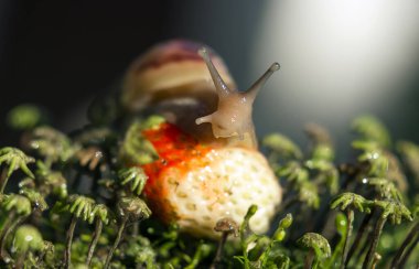 Çilek, yeşil yosun ve çimlerin üzerinde oturan büyük boynuzlu bir salyangozun makro fotoğrafı.