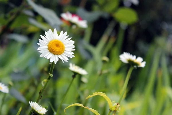 Close-up of chamomile flowers in summer on a background of green grass in a park flower bed