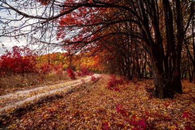 Ormanda sonbahar manzarası var. Ağaçlar, meşeler, kırmızı, yeşil ve sarı yapraklar, mavi gökyüzünün arka planında. Gün batımında bir patika ve bir sürü bitki var. 