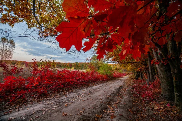 Paisagem Outono Floresta Com Árvores Carvalhos Com Folhas Vermelhas Verdes — Fotografia de Stock