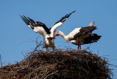 Bir yuva içinde oturmuş, kanatlarını çırpan ve gagalarını sallayan leylek ailesinin yakın çekimi. Güzel bir dans eşliğinde, mavi gökyüzüne karşı iki kuş. 