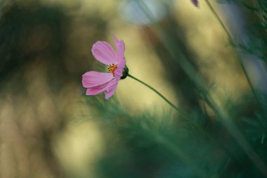 Bahar çiçeklerinin günbatımında ve gökkuşağının farklı renklerinde, bahçenin arka planında ve yeşil çimlerde ve yağmur damlalarında.