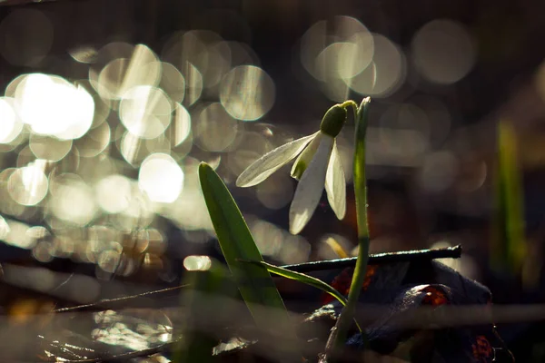 Nahaufnahme Von Frühlingsblumen Bei Sonnenuntergang Und Den Strahlen Der Verschiedenen — Stockfoto