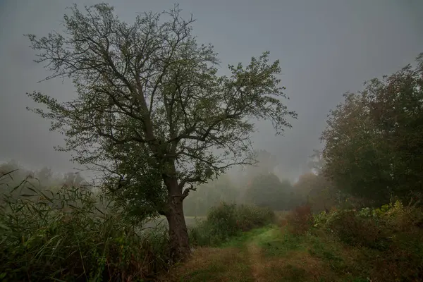 Herbstlandschaft Mit Einem Baum Fluss Nebel Wald Und Pfad Hintergrund — Stockfoto