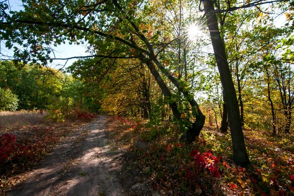 Sonbahar ormanı manzarası, güneş ışığında sarı, turuncu ve kırmızı yapraklar ve uzakta kuru otlarla kaplı bir yol.