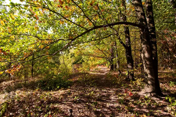 Sonbahar ormanı manzarası, güneş ışığında sarı, turuncu ve kırmızı yapraklar ve uzakta kuru otlarla kaplı bir yol.