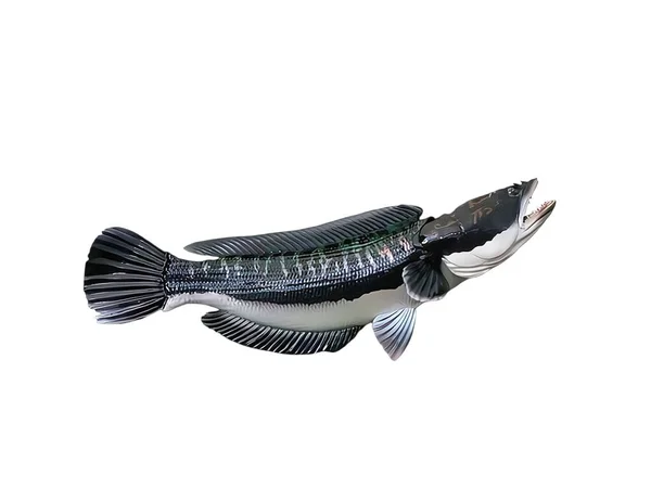 Миниатюрная Гигантская Змееголовая Рыба Белом Фоне — стоковое фото