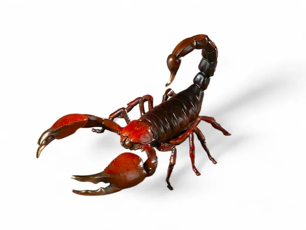 Schorpioen Met Rode Scharen Miniatuur Dier Witte Achtergrond — Stockfoto