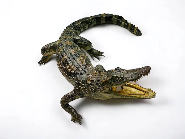 Crocodile animal sculpture on white background