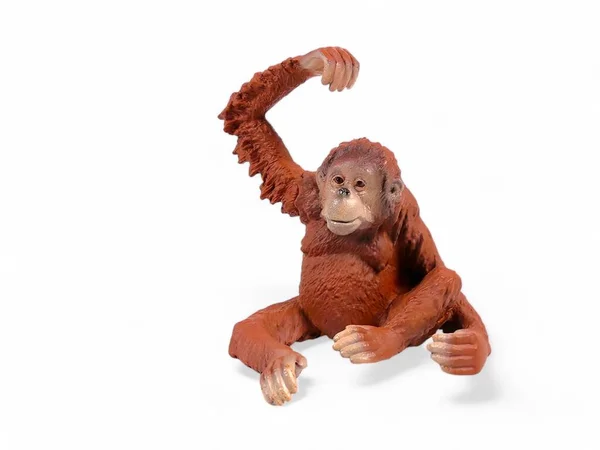 Miniature Animal Orangutan Child Isolated White — Stock Photo, Image