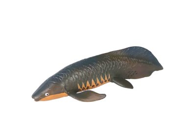 Beyaz akciğerli minyatür hayvan balığı.