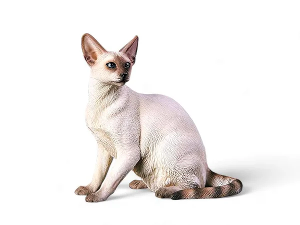 Siamese Cat Miniature Animal White Background — Stock Photo, Image