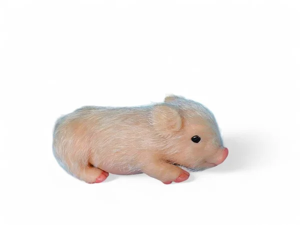 Miniatura Animal Bebê Leitão Rosa Fundo Branco — Fotografia de Stock