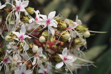 Küçük şirin pembe Glory Bower çiçeği, küçük pembe kirazıyla birlikte ağaç brunch 'ında asılı duruyor. Bu bitkinin birçok bitkisel özelliği var..