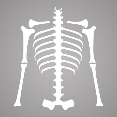 İnsan iskeleti vücut vektör tasarımı.