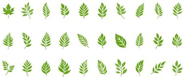 Yeşil Yaprak simgesi şekli taze düz vektör tasarımı.