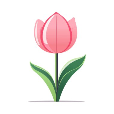 Beyaz arka planda yeşil yapraklı pembe bir lale..