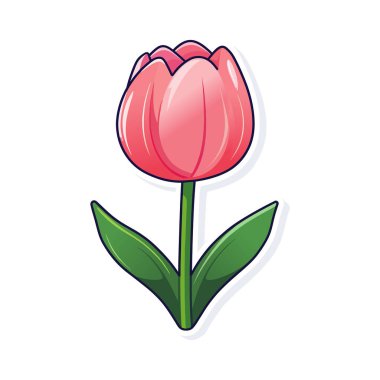 Beyaz arka planda yeşil yapraklı pembe bir lale..