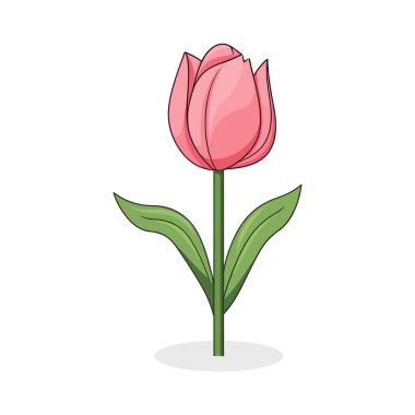 Beyaz arka planda yeşil yapraklı pembe bir lale..