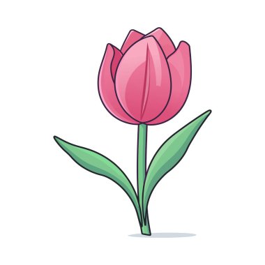 Beyaz arka planda yeşil yapraklı pembe bir lale..