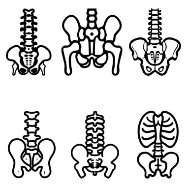 Bir insanın leğen kemiği ve omurgası çizilmiş..