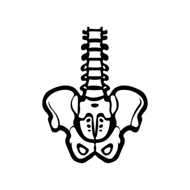 Bir insanın leğen kemiği ve omurgası çizilmiş..
