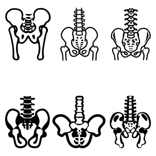 Bir insanın leğen kemiği ve omurgası çizilmiş..