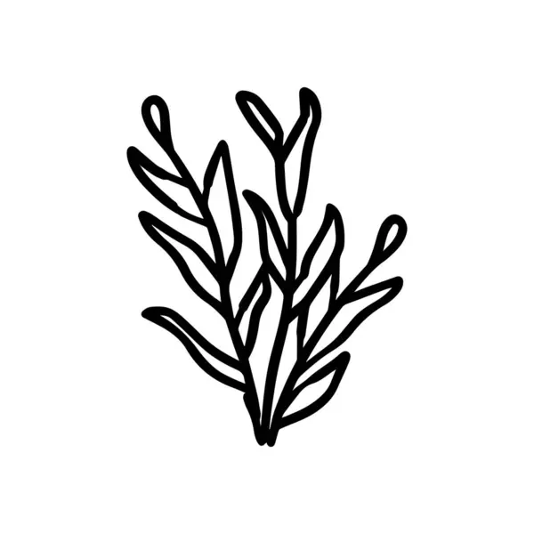 Coral wavy branches Black outline illustration resemble marine vegetation white background.