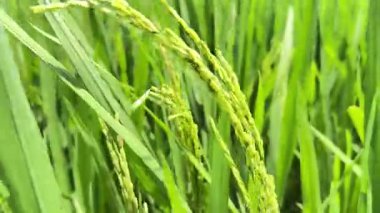 Paddy Gıda, Rüzgarın Doğallığı Manzarası.