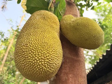 Jackfruit Bangladeş 'in ulusal meyvesidir ve ağacı uzun ömürlüdür ve yaygın olarak kullanılan keresteleri sağlar.