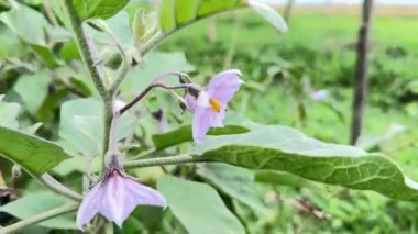 Brinjal ağacı ve çiçekleri doğal güzelliklerdir..