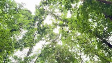 Gökyüzüne uzanan yemyeşil ağaçlardan gölgeler.,