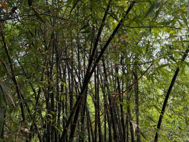 Yoğun bambu koruluğu. Uzun, ince siyah sapları ve yemyeşil yaprakları var. Doğal, sakin bir ortam yaratıyor..