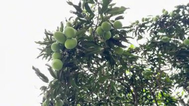 Yeşil mango demetleri, parlak bir yaz gününde ağaçtan sarkan yaprakların arasında asılı.