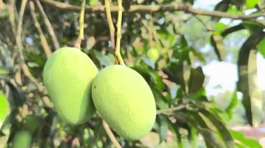 Yeşil mangolar, verimli bir hasat vaat ederek, parlak bir gökyüzünün altındaki ağaç dallarından bol bol sarkıyor.