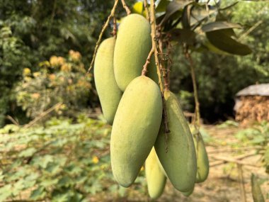 Yeşil, olgunlaşmamış bir mango bir dala asılı, yazın tatlı ödülünün gelişini müjdeliyor..