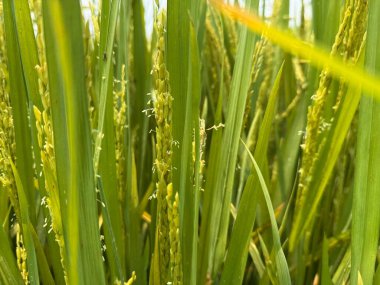 Yeşil pirinç rüzgarda sallanıyor, altın hasadı işaret ediyor..