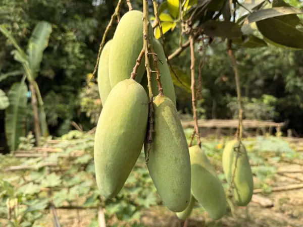 Yeşil, olgunlaşmamış bir mango bir dala asılı, yazın tatlı ödülünün gelişini müjdeliyor..