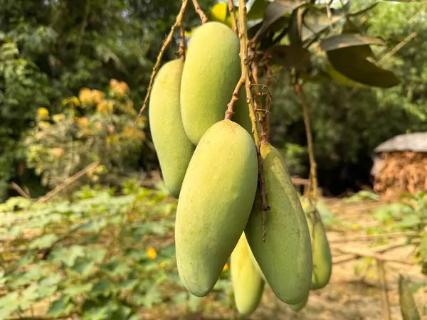 Yeşil, olgunlaşmamış bir mango bir dala asılı, yazın tatlı ödülünün gelişini müjdeliyor..
