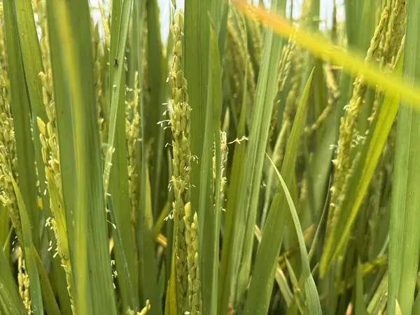Yeşil pirinç rüzgarda sallanıyor, altın hasadı işaret ediyor..