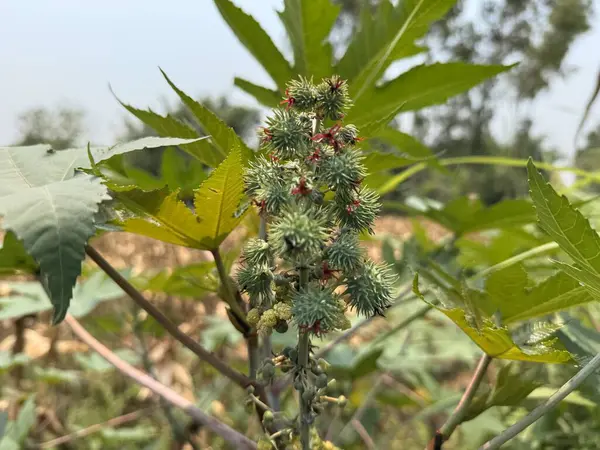 Yeşillik yeşil hintyağı bitkisi güneş ışığında gelişir..