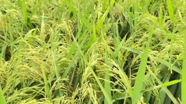 Sağlıklı bir sapta olgunlaşmış pirinç taneleri..