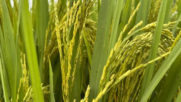 Altın Vaat Olgunlaşan Pirinç Tarlası