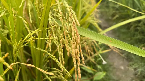 Altın Vaat Olgunlaşan Pirinç Tarlası