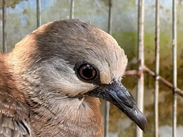 Karmaşık tüy desenleri olan benekli güzel bir güvercin, bir tel kafesin içindeki tahta bir sopanın üzerine tünemiş.