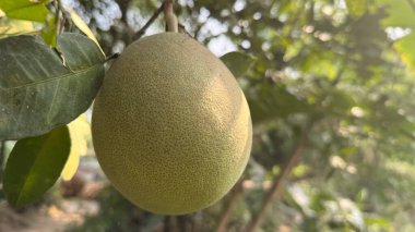 Düşük bir açıdan yakalanan bu göz seviyesindeki yakın plan büyük, olgun, açık yeşil bir meyve ağacından sarkan yeşil yapraklar ve bulanık bir arka planla tamamlanmış..